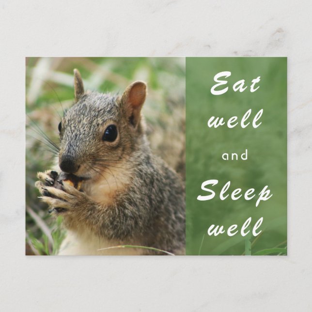 cute squirrel eat well and sleep well post card (Front)