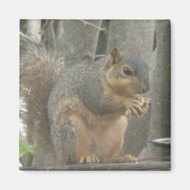 Cute Squirrel Eating a Nut Photo Magnet (Front)