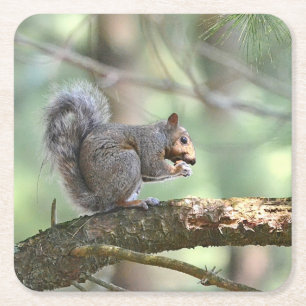 Cute Squirrel Eating Lunch Party Coaster