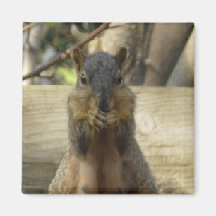 Cute Squirrel eating Nut Photograph Kitchen Magnet