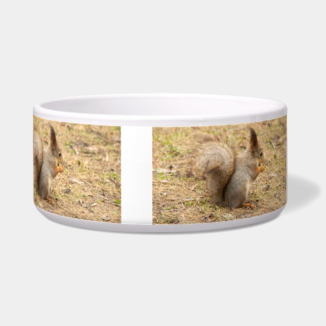 Cute squirrel eats a nut photo (Right)