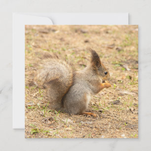 Cute squirrel eats a nut photo