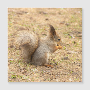 Cute squirrel eats a nut photo