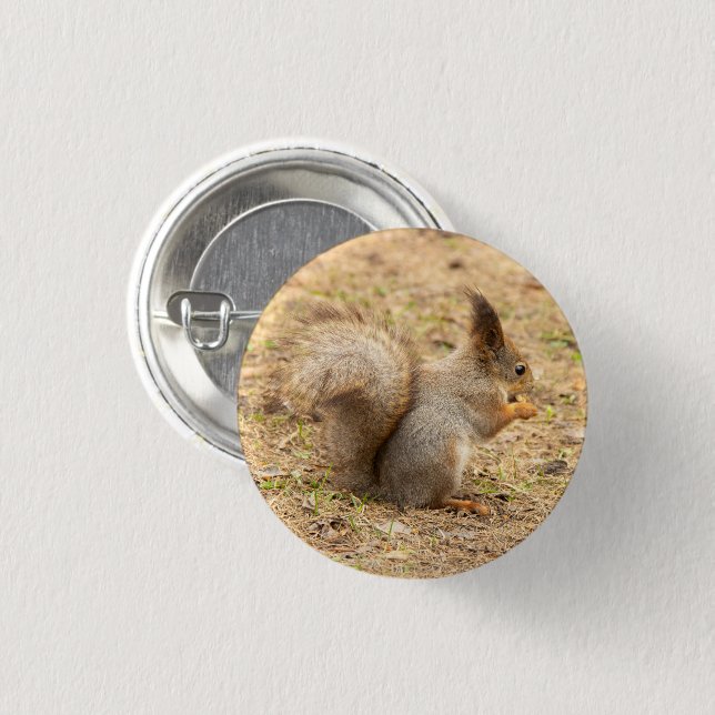 Cute squirrel eats a nut photo 3 cm round badge (Front & Back)