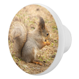 Cute squirrel eats a nut photo ceramic knob