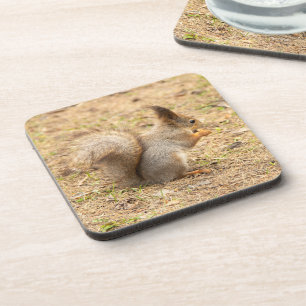 Cute squirrel eats a nut photo coaster