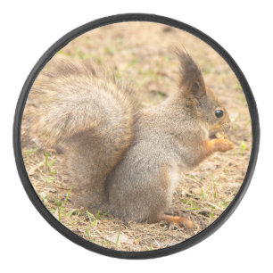 Cute squirrel eats a nut photo hockey puck