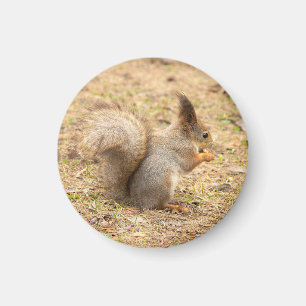 Cute squirrel eats a nut photo magnet