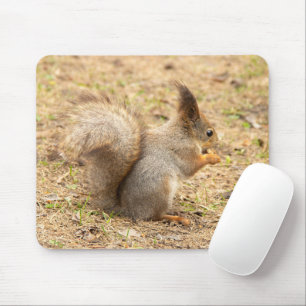 Cute squirrel eats a nut photo mouse mat