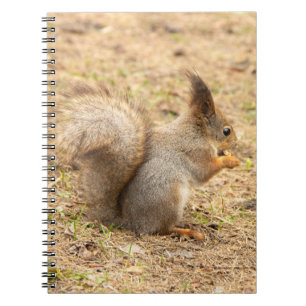 Cute squirrel eats a nut photo notebook