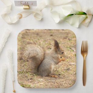 Cute squirrel eats a nut photo paper plate