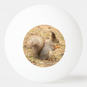 Cute squirrel eats a nut photo ping pong ball