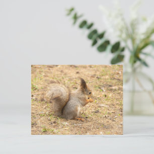 Cute squirrel eats a nut photo postcard