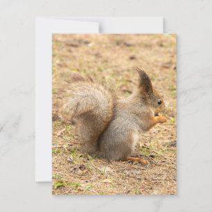 Cute squirrel eats a nut photo RSVP card