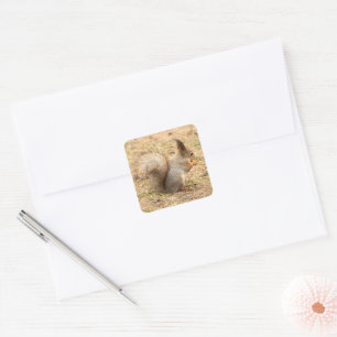 Cute squirrel eats a nut photo square sticker
