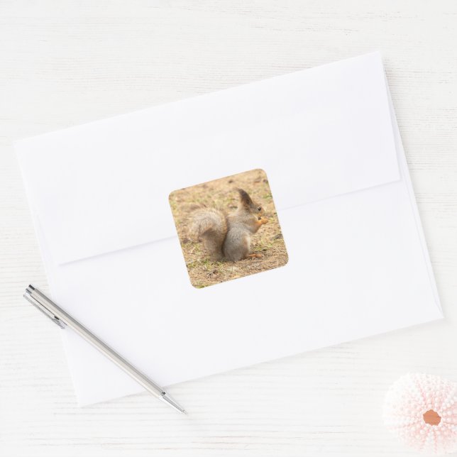 Cute squirrel eats a nut photo square sticker (Envelope)