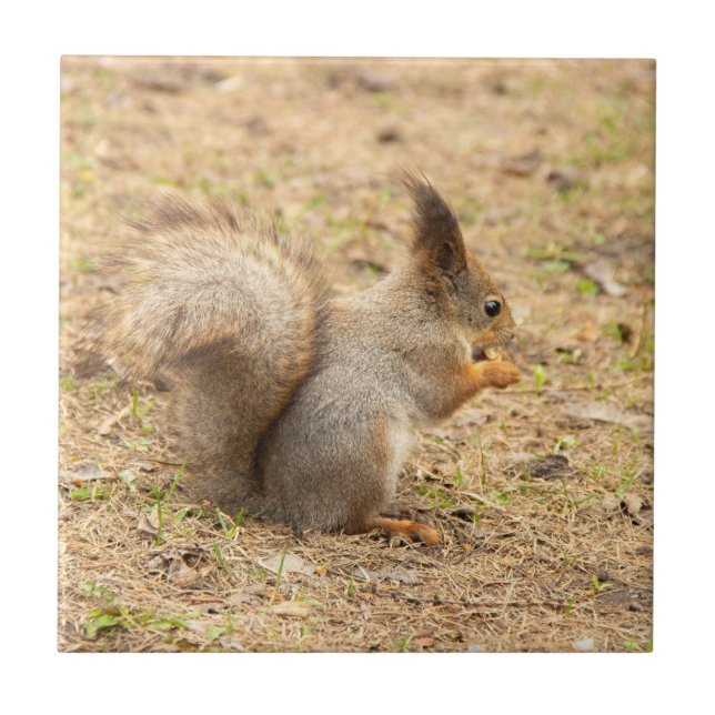 Cute squirrel eats a nut photo tile (Front)
