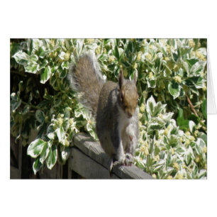 Cute Squirrel Greeting Card