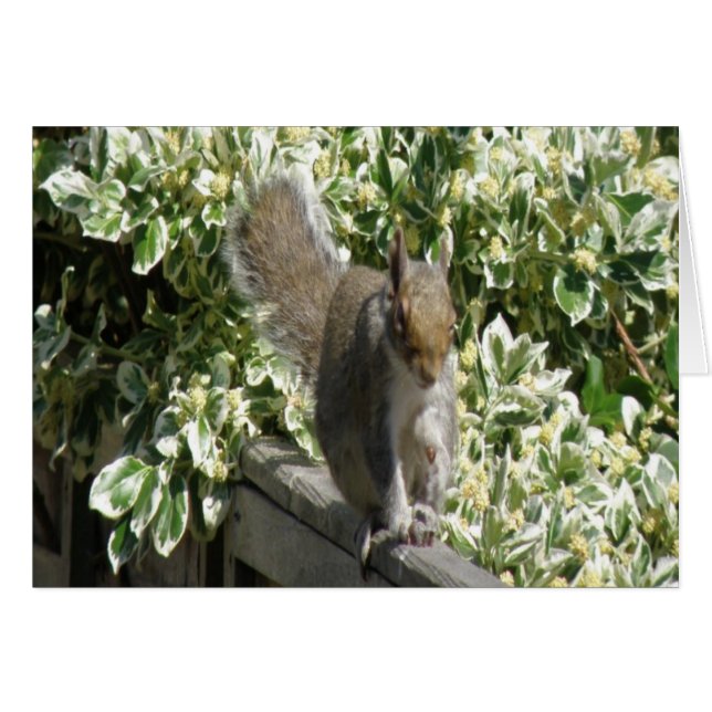 Cute Squirrel Greeting Card (Front Horizontal)