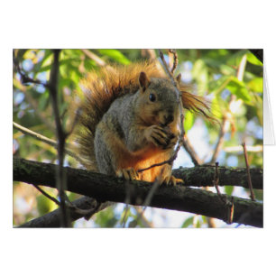 Cute Squirrel Holding Nut Blank Card