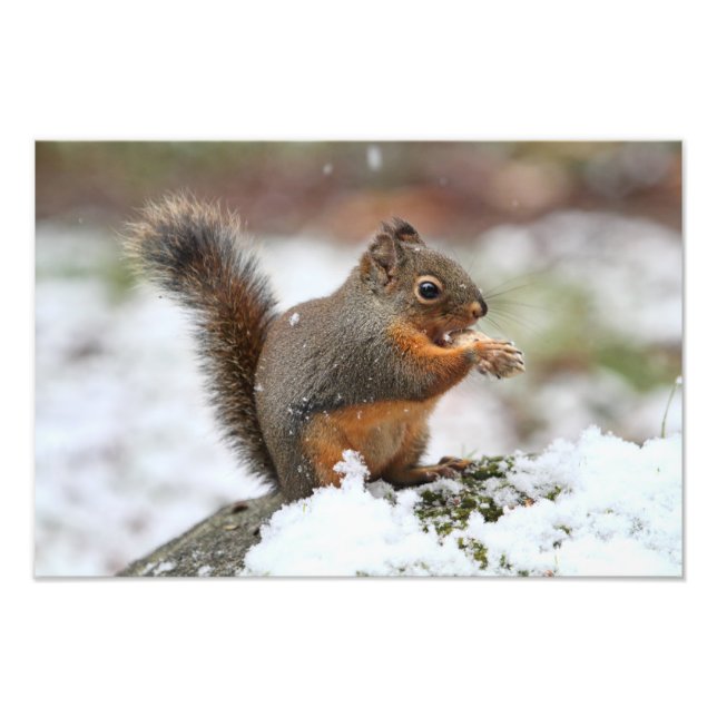 Cute Squirrel in the Snow Photo (Front)