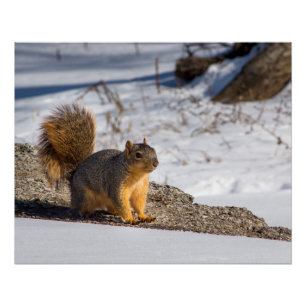Cute squirrel in the snow poster