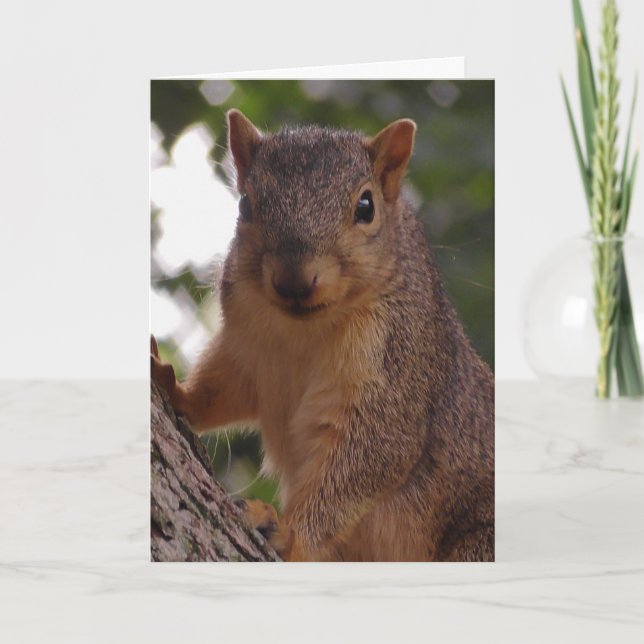 Cute Squirrel in Tree Blank Card (Front)