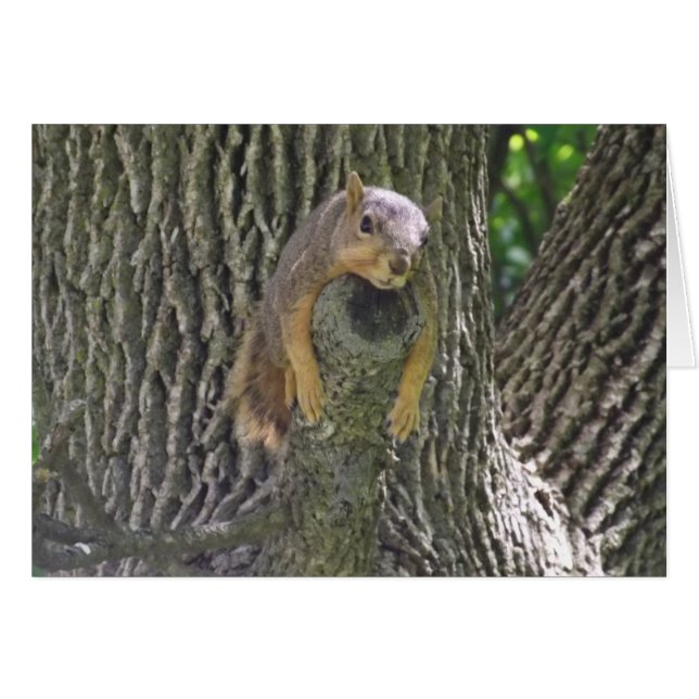 Cute Squirrel in Tree  Lazy Day Card (Front Horizontal)