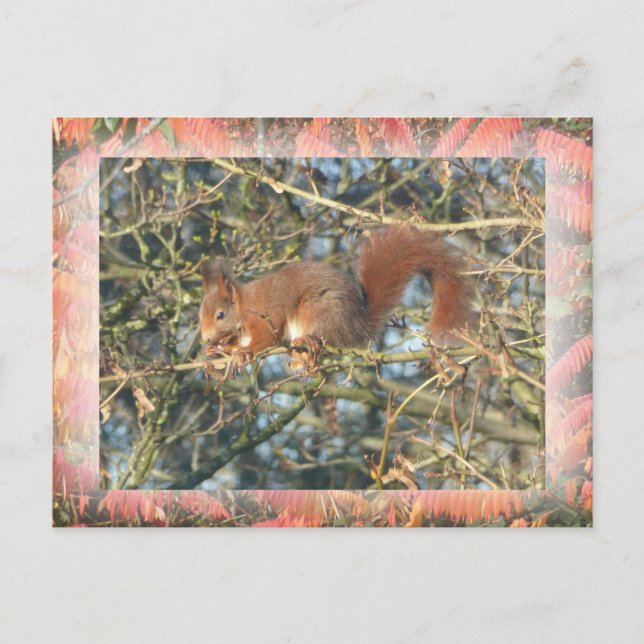 Cute Squirrel in Tree with Border DIY Postcard (Front)