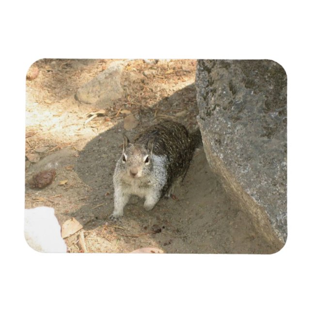Cute Squirrel in Yosemite, CA Magnet (Horizontal)