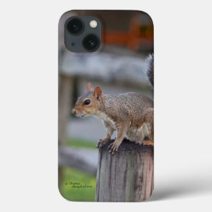 Cute squirrel iPhone 6 Case