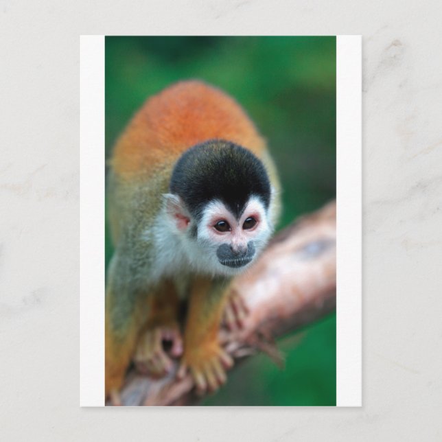Cute squirrel monkey Panama tropical rainforest Postcard (Front)