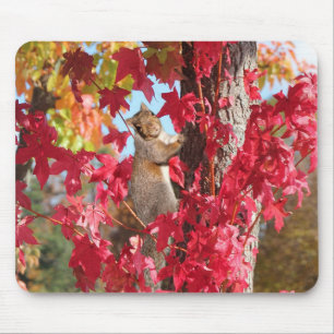 Cute Squirrel Mouse Mat