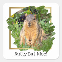 Cute Squirrel Nutty But Nice