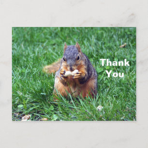 Cute Squirrel Peanut Photo Thank You Postcard