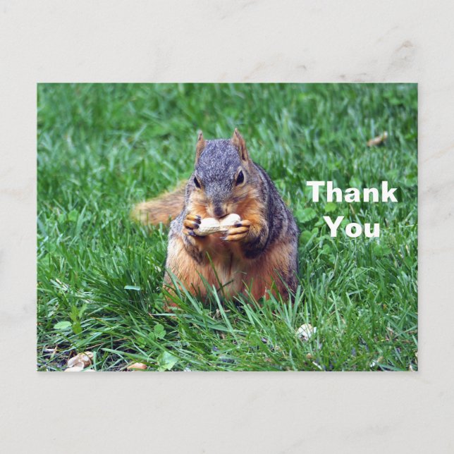 Cute Squirrel Peanut Photo Thank You Postcard (Front)