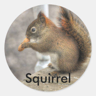 Cute Squirrel & Peanut Wildlife Photo Classic Round Sticker