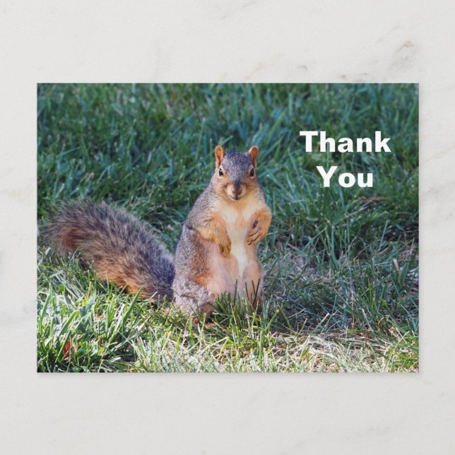 Cute Squirrel Photo Thank You Postcard (Front)