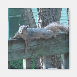 Cute Squirrel Photograph Kitchen Magnet