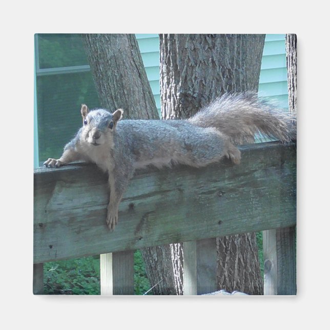 Cute Squirrel Photograph Kitchen Magnet (Front)