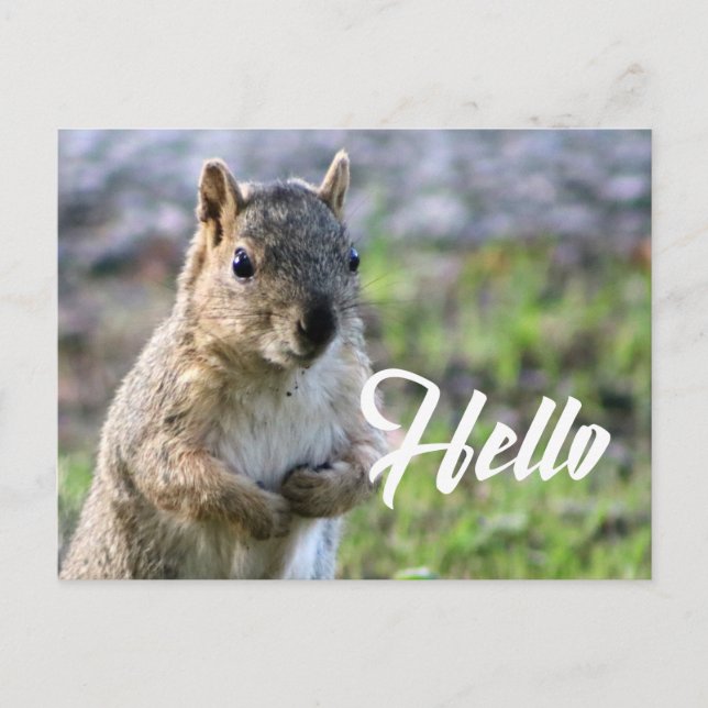 cute squirrel post card- hello/hi/greeting postcard (Front)