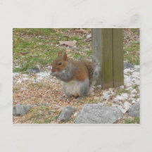 Cute Squirrel Postcard