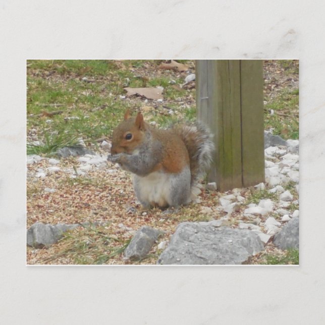Cute Squirrel Postcard (Front)