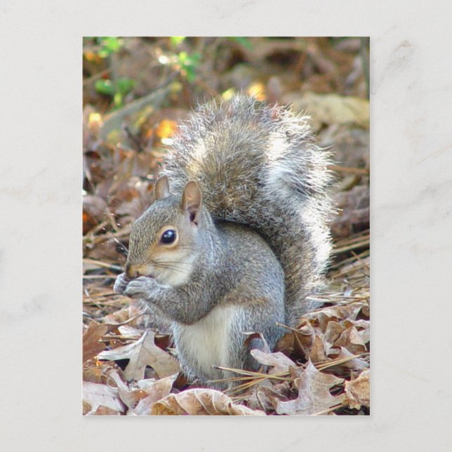 Cute Squirrel Postcard (Front)