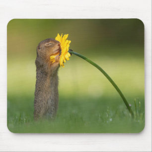 Cute Squirrel Smelling Dandelion Flower Mouse Mat