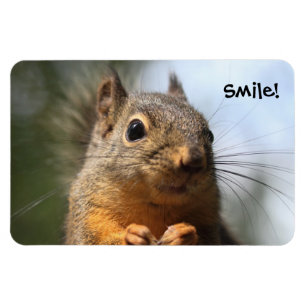 Cute Squirrel Smiling Closeup Photo Magnet