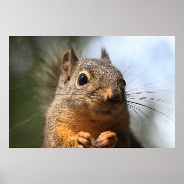 Cute Squirrel Smiling Closeup Photo Poster (Front)