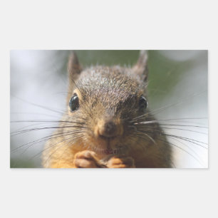 Cute Squirrel Smiling Photo Rectangular Sticker