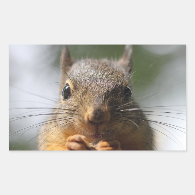 Cute Squirrel Smiling Photo Rectangular Sticker (Front)