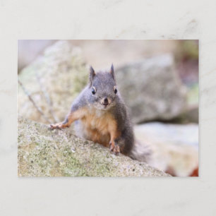 Cute Squirrel Staring Postcard
